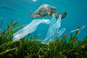 inquinamento plastico